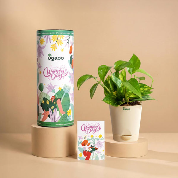 Women’s Day Growth Plant Gift – Money Plant