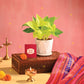 Money Plant Golden - Diwali Edition