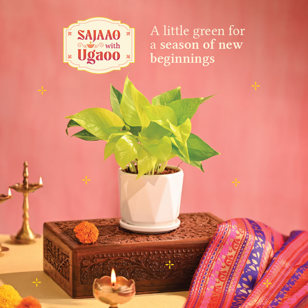 Money Plant Golden - Diwali Edition