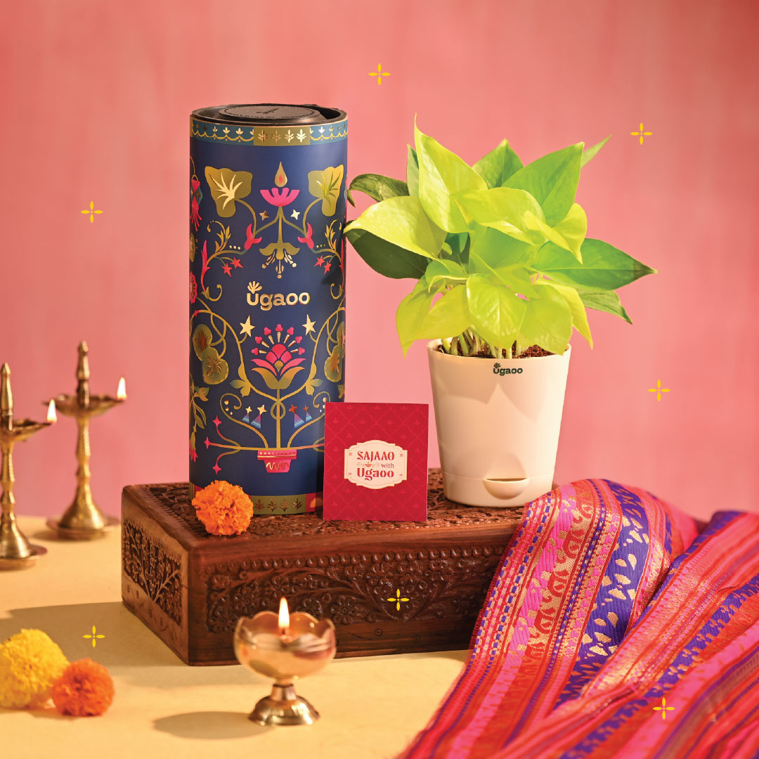 Money Plant Golden - Diwali Edition