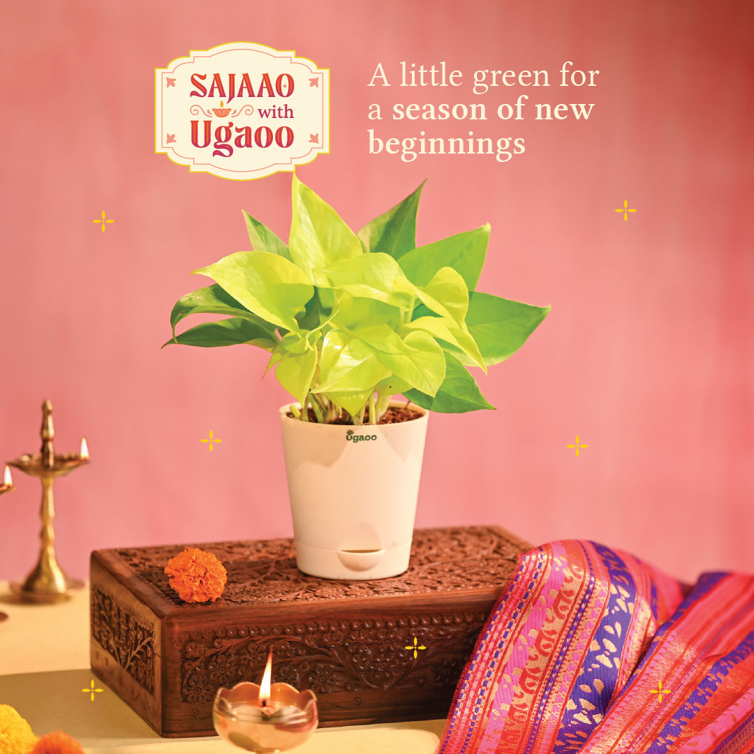 Money Plant Golden - Diwali Edition
