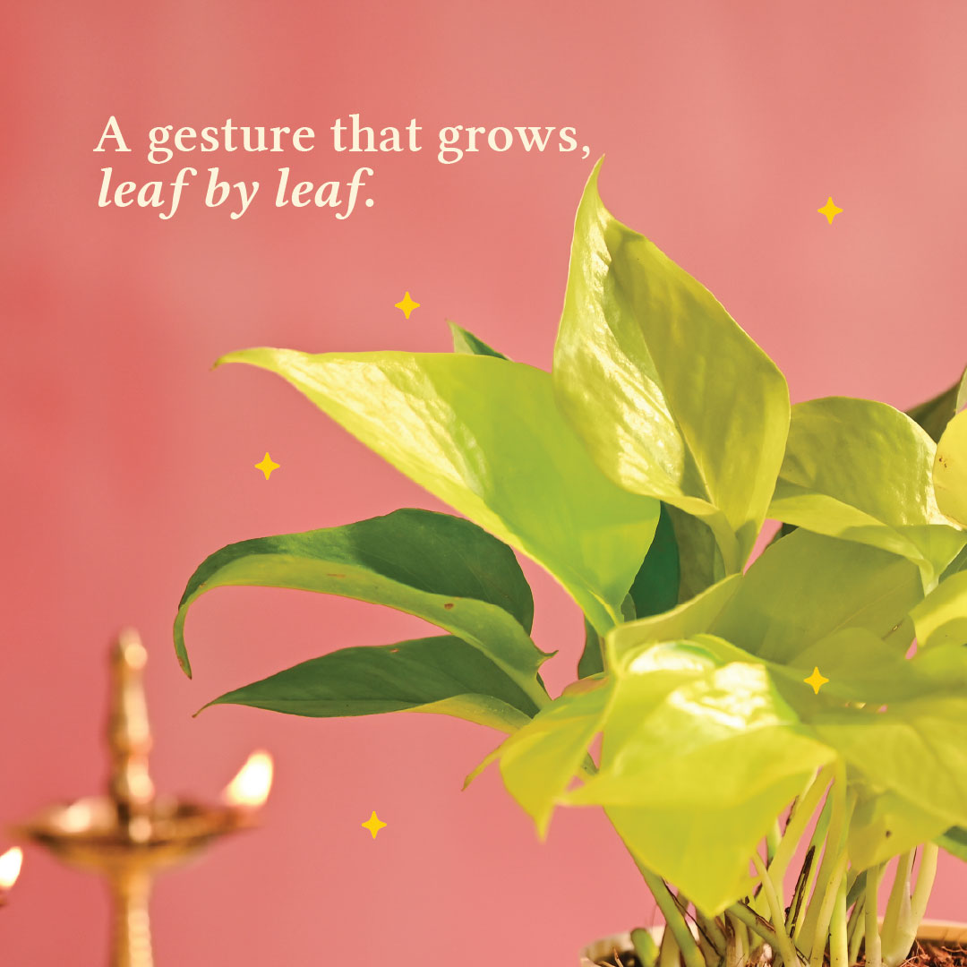 Money Plant Golden - Diwali Edition