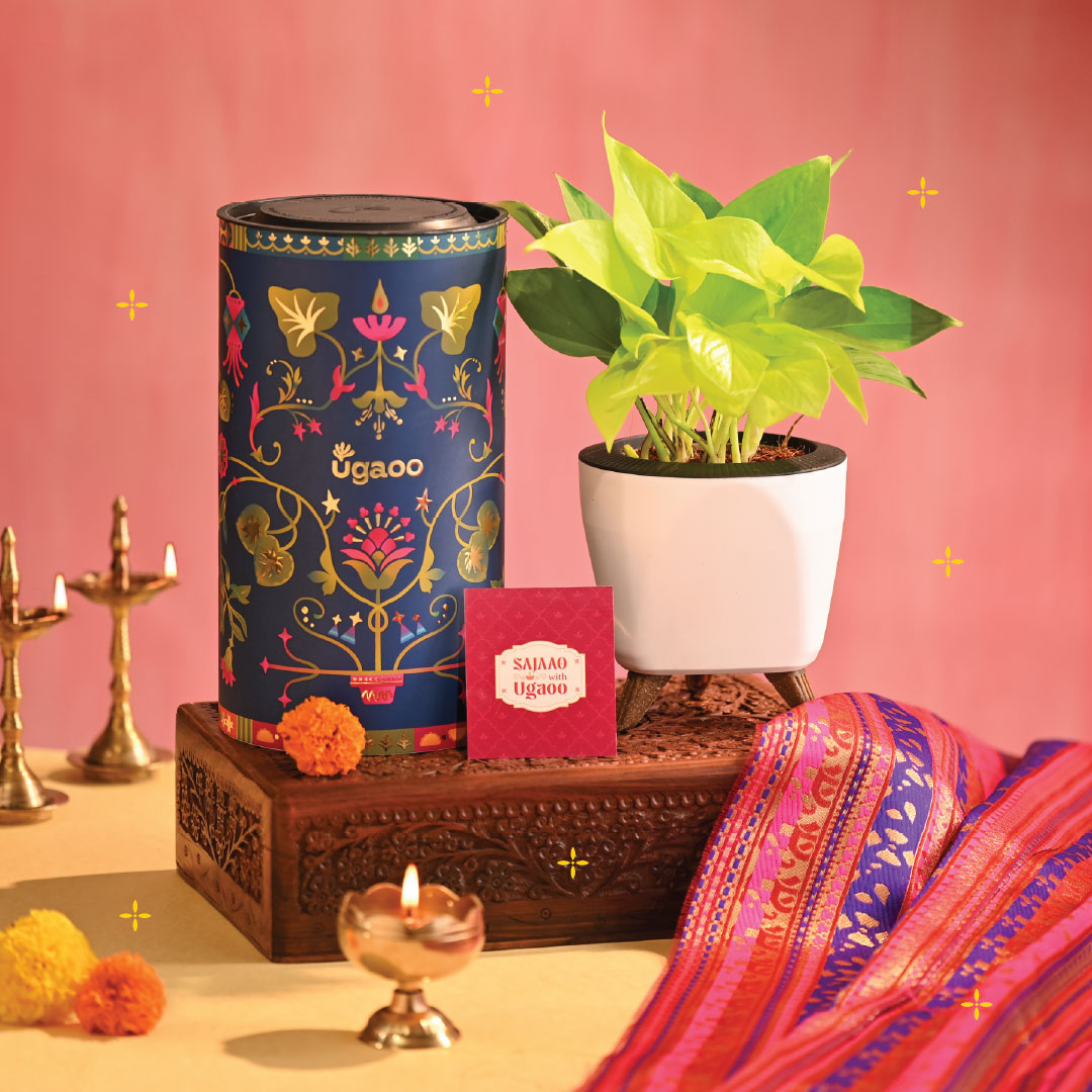 Money Plant Golden - Diwali Edition
