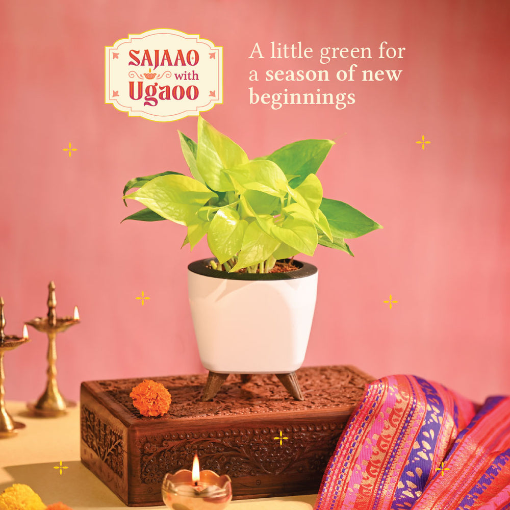 Money Plant Golden - Diwali Edition