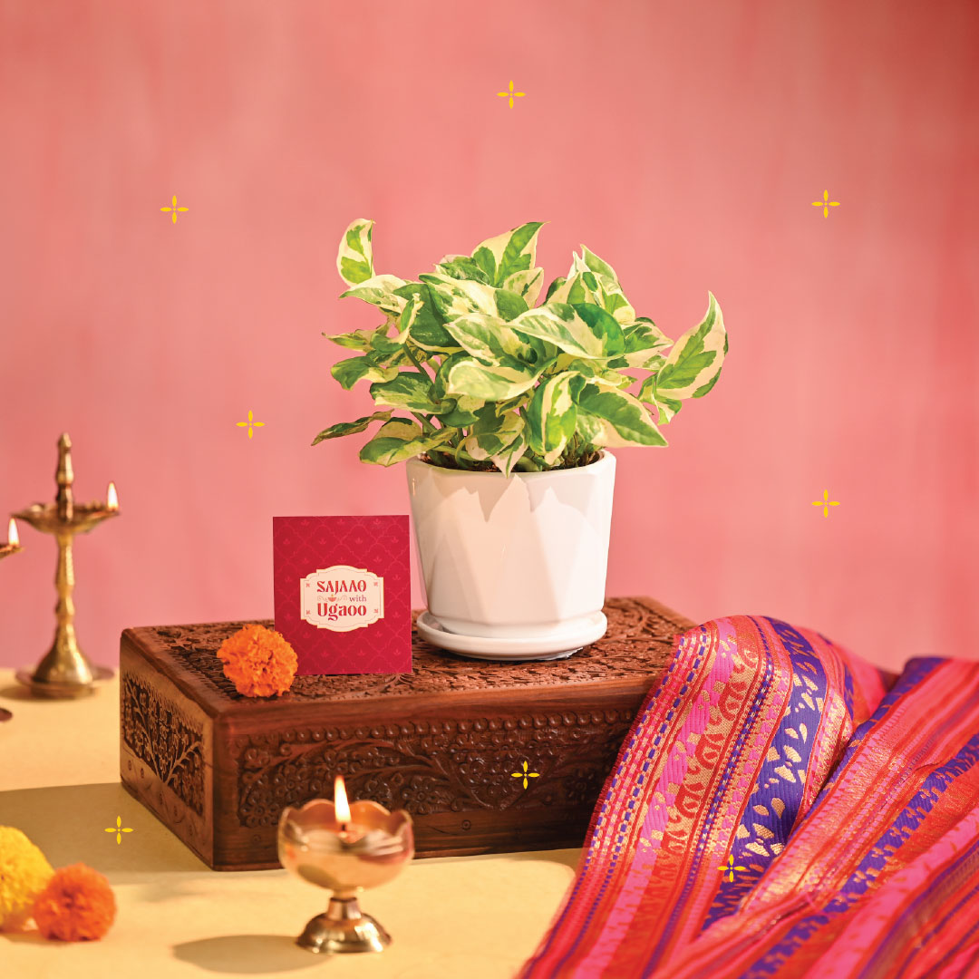 Money Plant N&