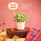 Money Plant N&