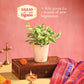 Money Plant N&
