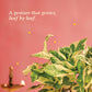 Money Plant N&