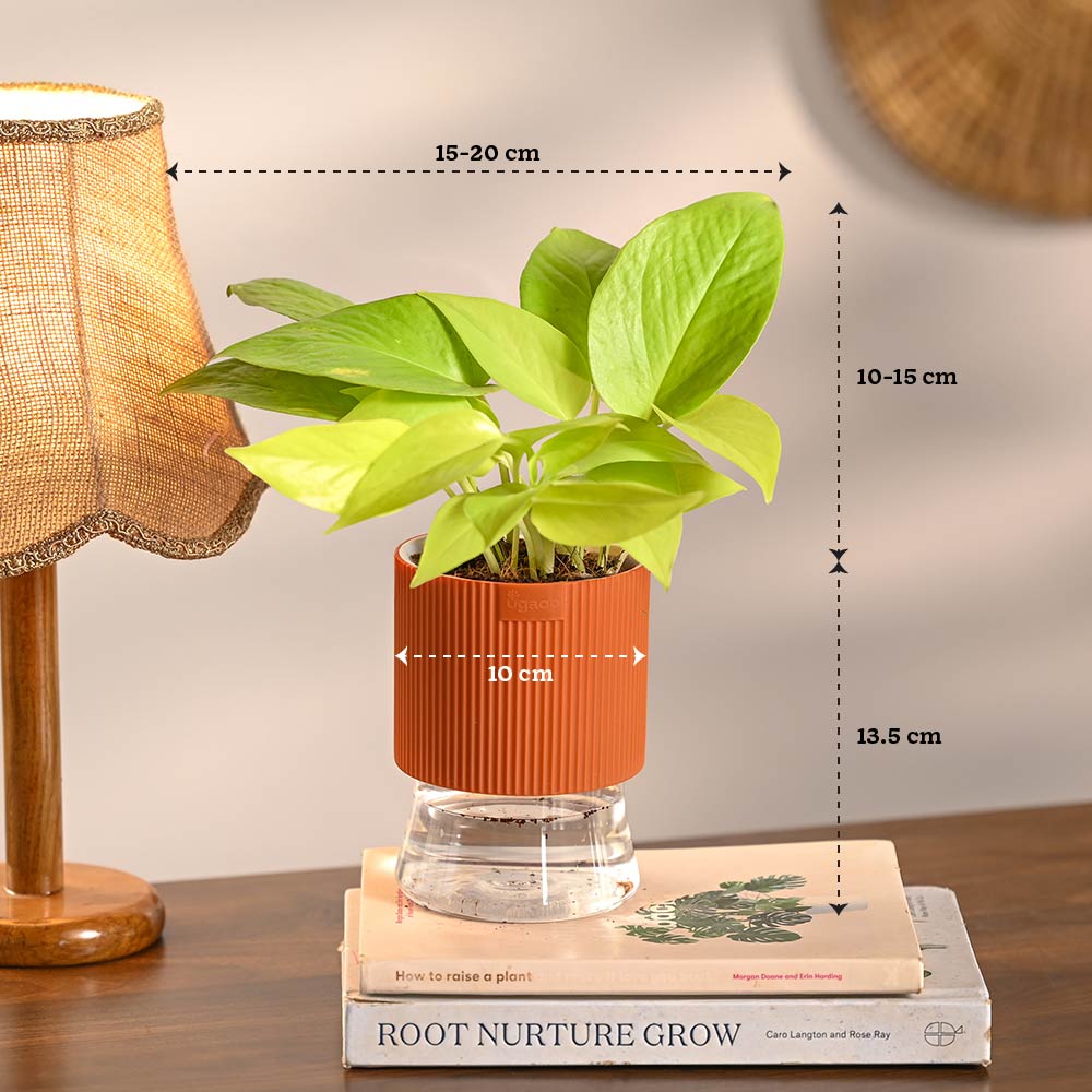 money plant on office desk Combo of 4 Plant Set for Office Desk – Ugaoo