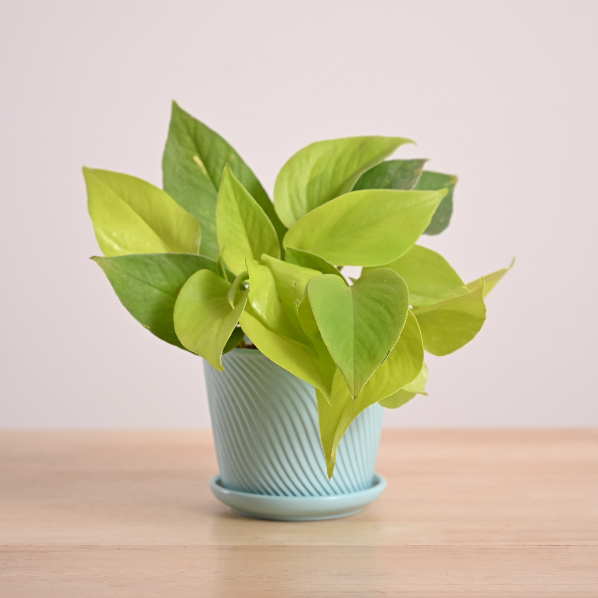 Money Plant Golden