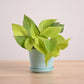 Money Plant Golden