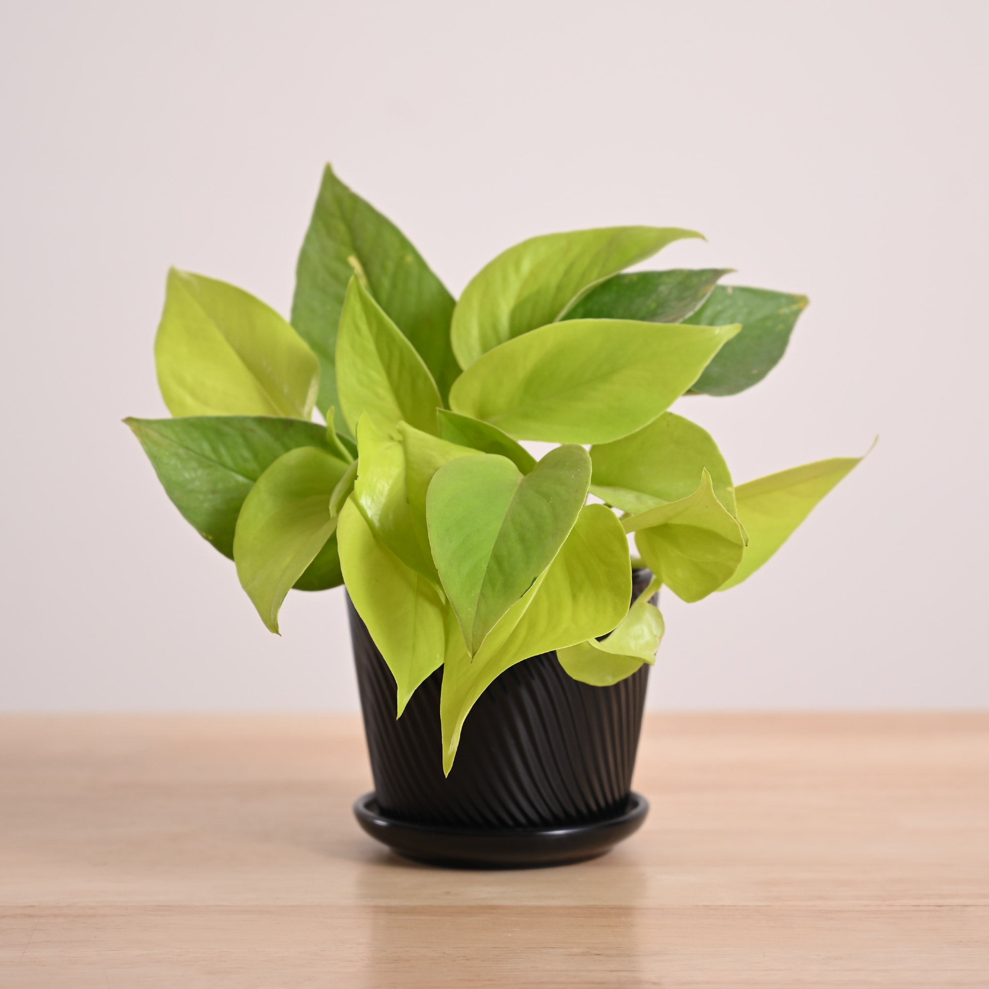 Money Plant Golden