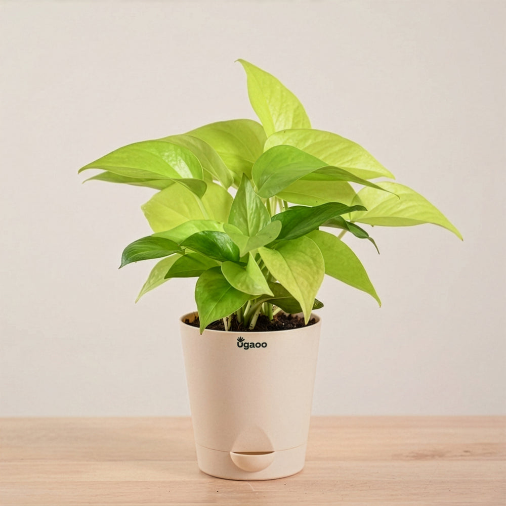 Money Plant Golden | Corporate Branding Edition