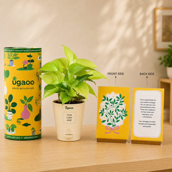 Money Plant Golden | Corporate Branding Edition