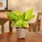 Money Plant Golden