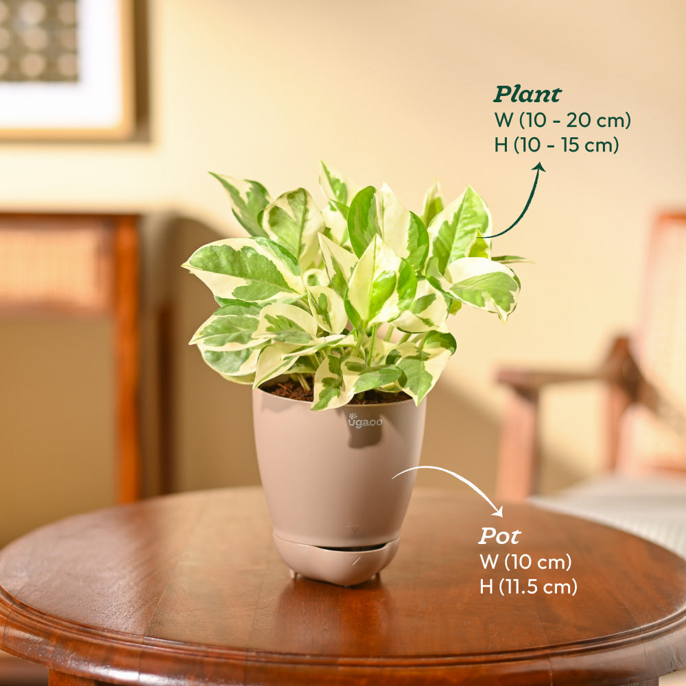 Money Plant N&