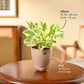 Money Plant N&