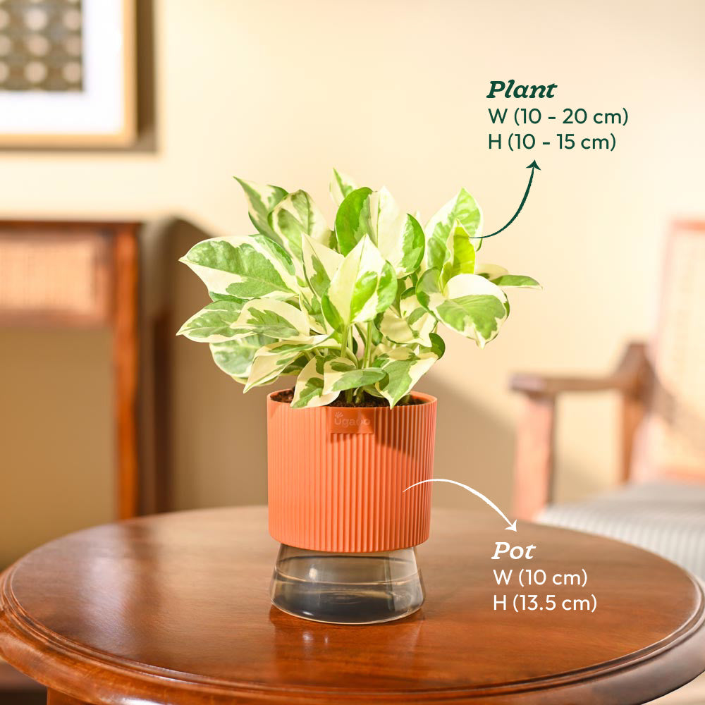 Money Plant N&
