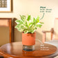 Money Plant N&