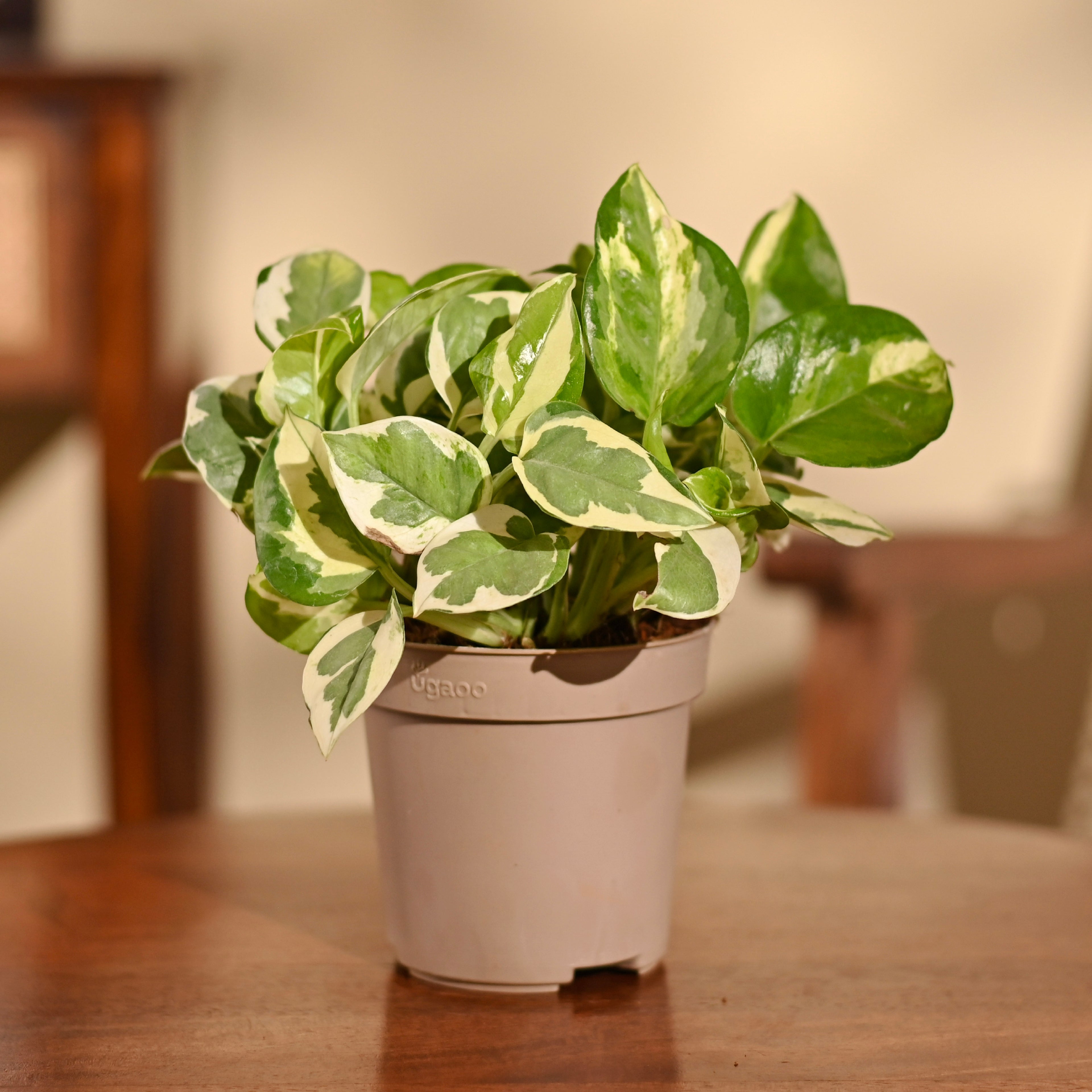 NUPL0015
