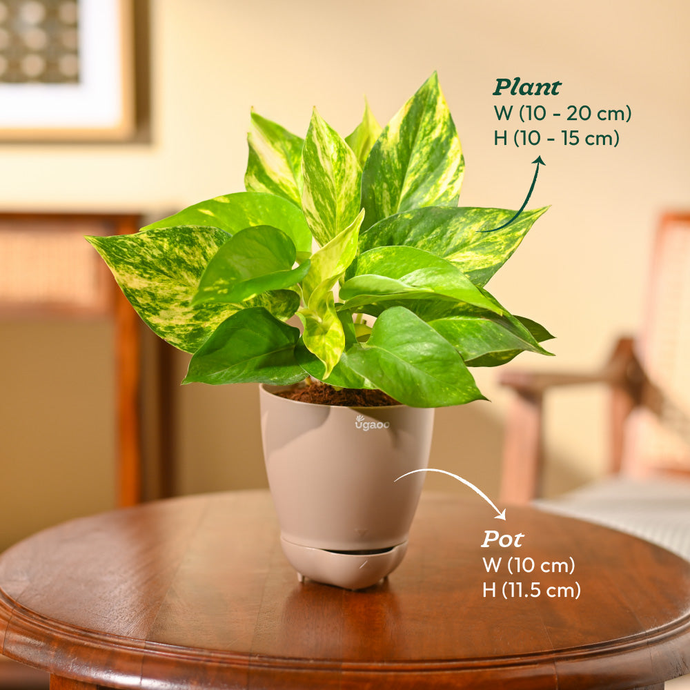 Money Plant Variegated