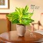 Money Plant Variegated