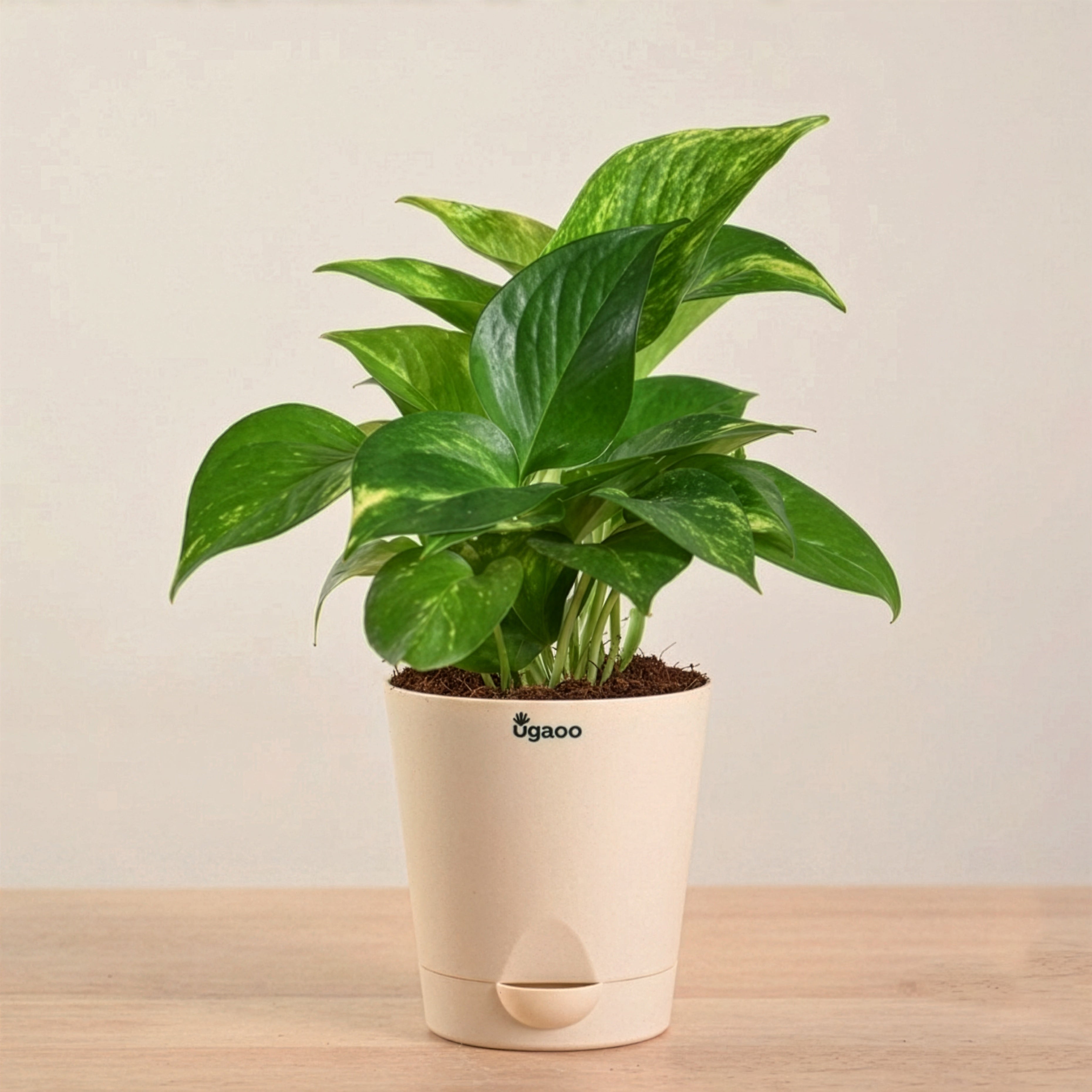 Money Plant Variegated | Corporate Branding Edition