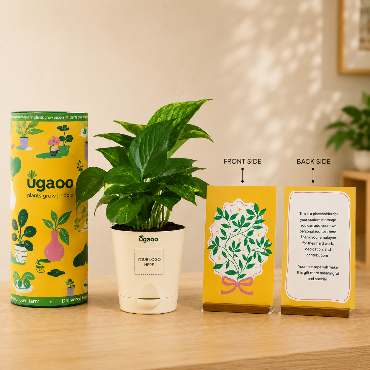 Money Plant Variegated | Corporate Branding Edition