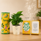 Money Plant Variegated | Corporate Branding Edition