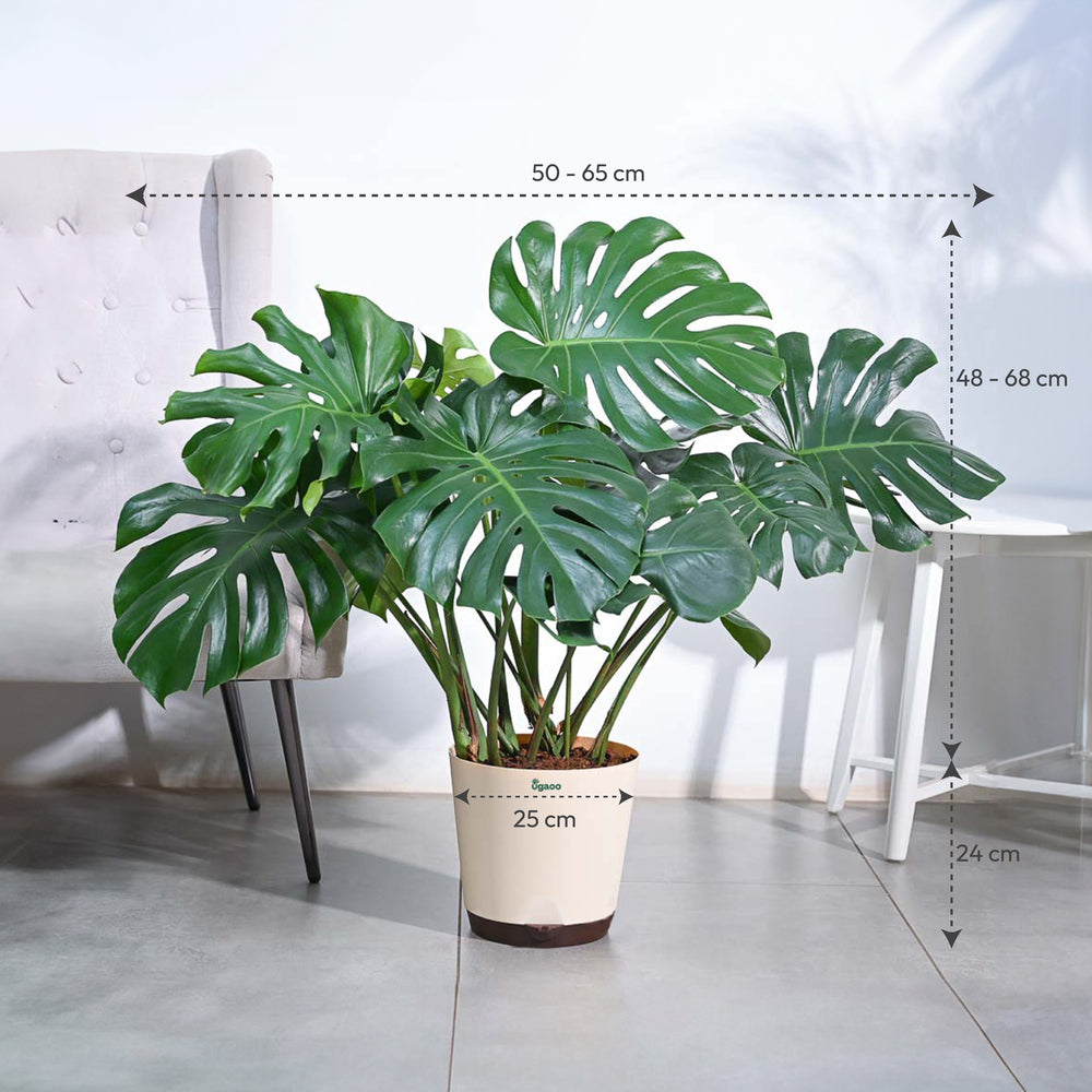 Monstera Deliciosa Plant - XL