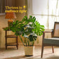 Monstera Deliciosa Plant - XL
