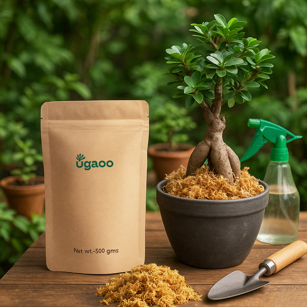 Moss 500 g