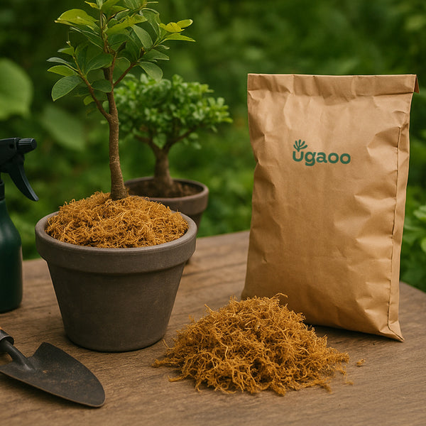 Moss 1 Kg