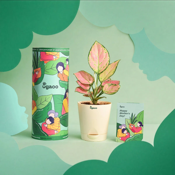 Aglaonema - Mother's Day Gift