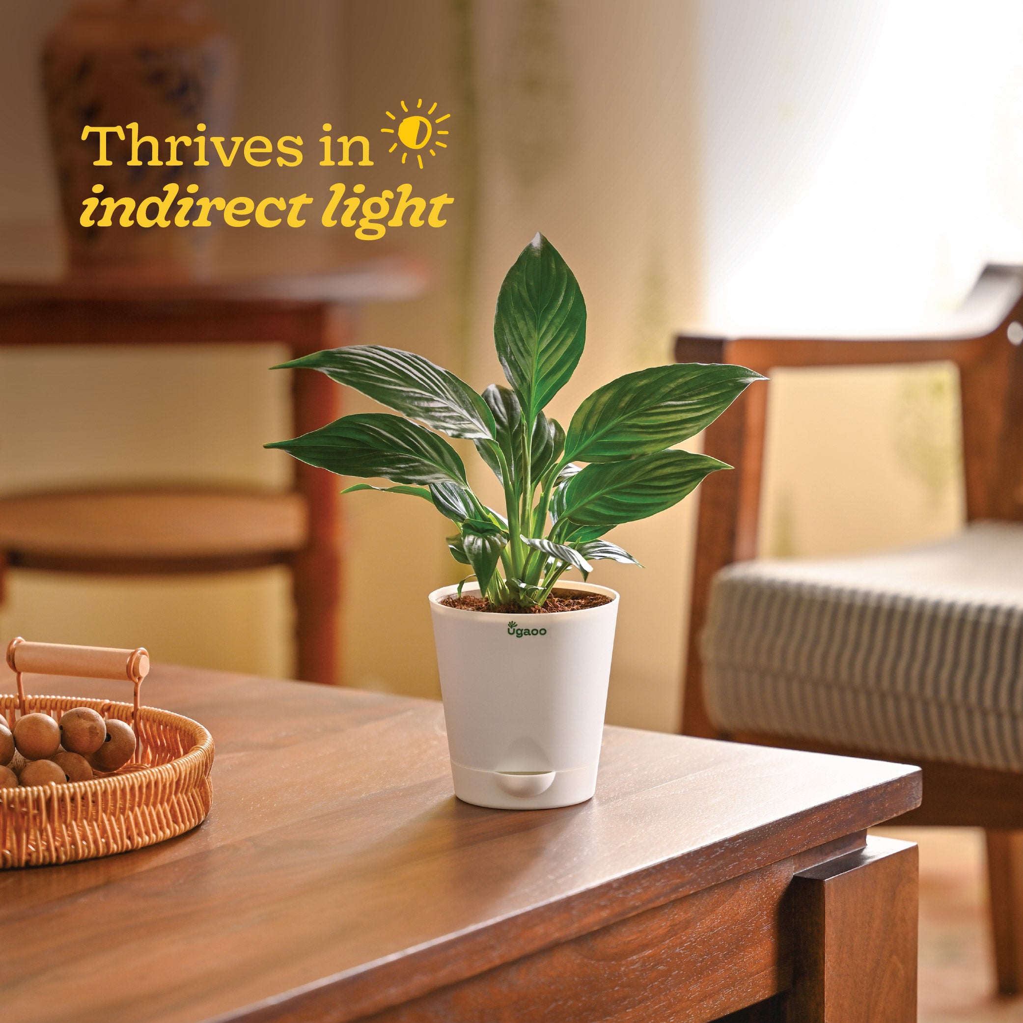 NUPL0032,NUPL0032KIY,NUPL0032KWT,NUPL0032KYL,NUPL0032KLG,NUPL0032KRD,NUPL0032KBN,NUPL0032QMC,NUPL0032QIY,NUPL0032QTC,NUPL0032YMC,NUPL0032YIY,NUPL0032YTC,NUPL0032LMC,NUPL0032LWT,NUPL0032LGY,NUPL0032RWT,NUPL0032RGR,NUPL0032RCB,NUPL0032RPC,NUPL0032RMJ,NUPL0032DWT,NUPL0032DMJ,NUPL0032DCB,NUPL0032DPC,NUPL0032TWT,NUPL3268,NUPL3269,NUPL3270,NUPL0032SWT,NUPL0032SPK,NUPL0032SBK,NUPL0032STQ,NUPL0032SCB,NUPL0032SSB,NUPL0032GWT,NUPL0032GMJ,NUPL0032GCB,NUPL0032GPC