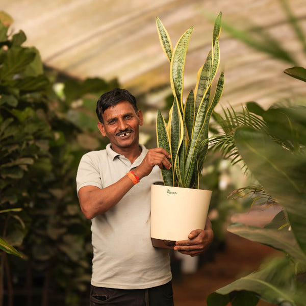 Happy planter