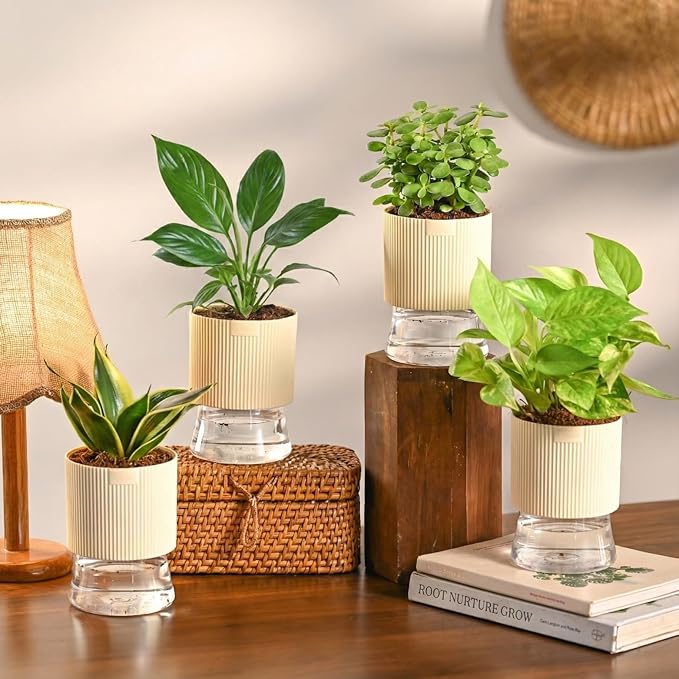 Indoor Summer Plant Combo – Set of 4 Live Plants for Home &amp; Office