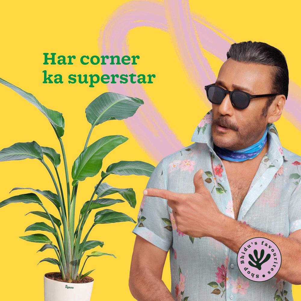 Bird of Paradise Plant - XL