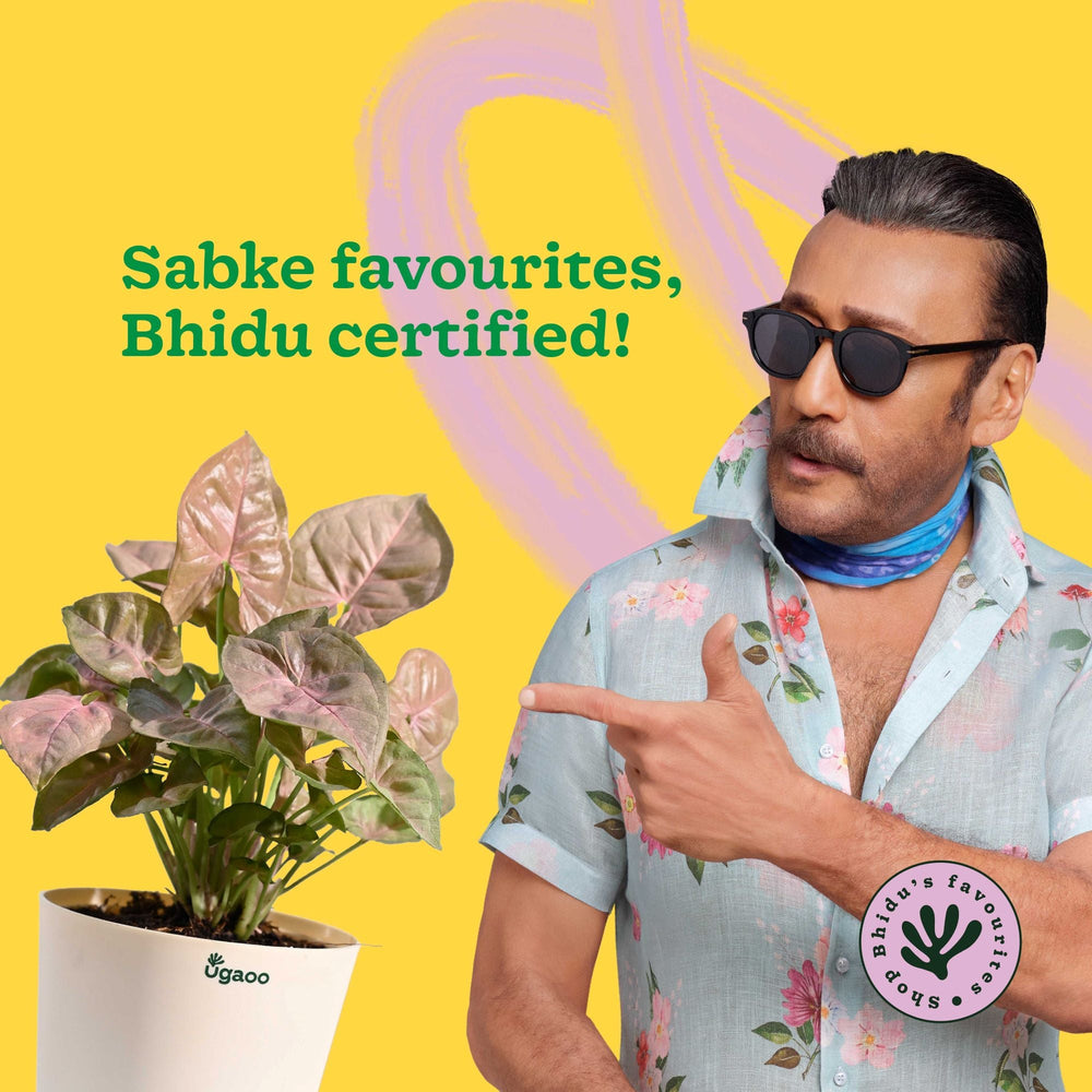 Syngonium Pink Plant