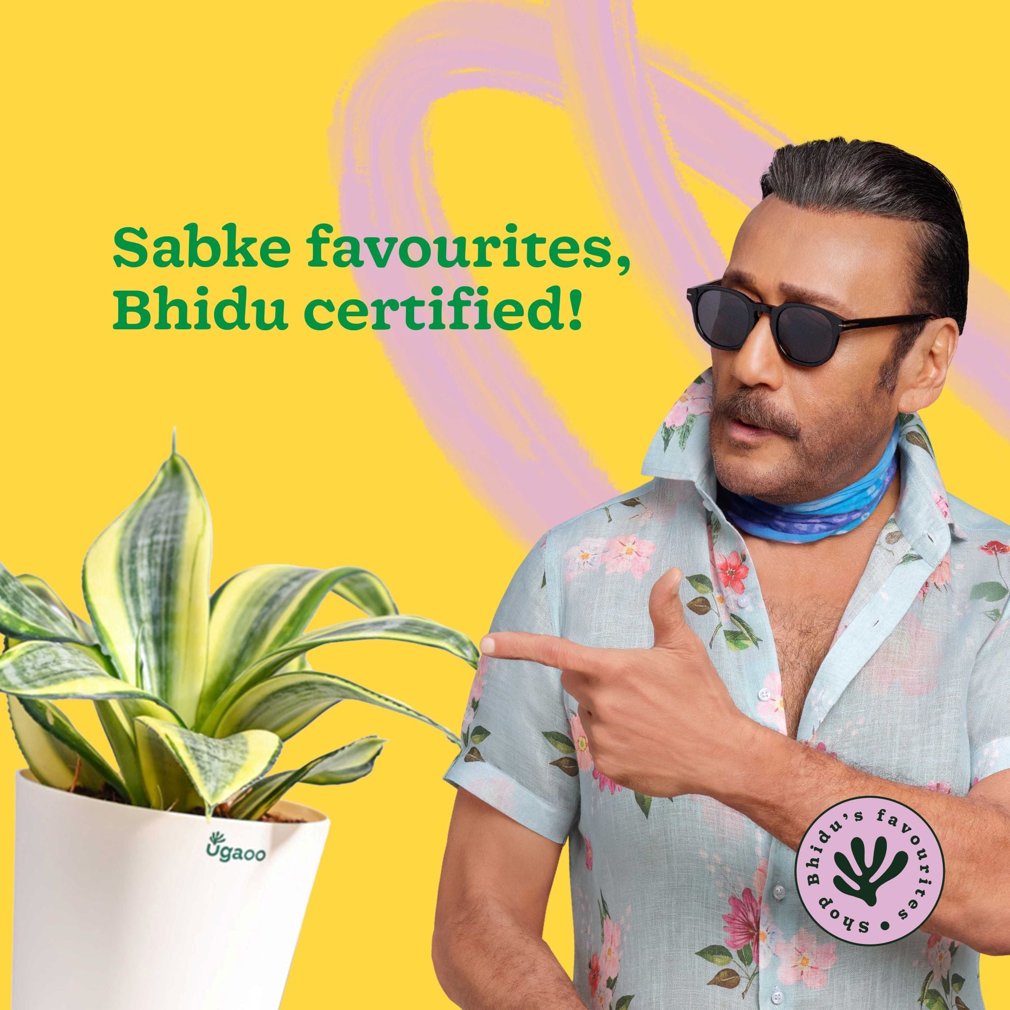 Snake Plant - Golden