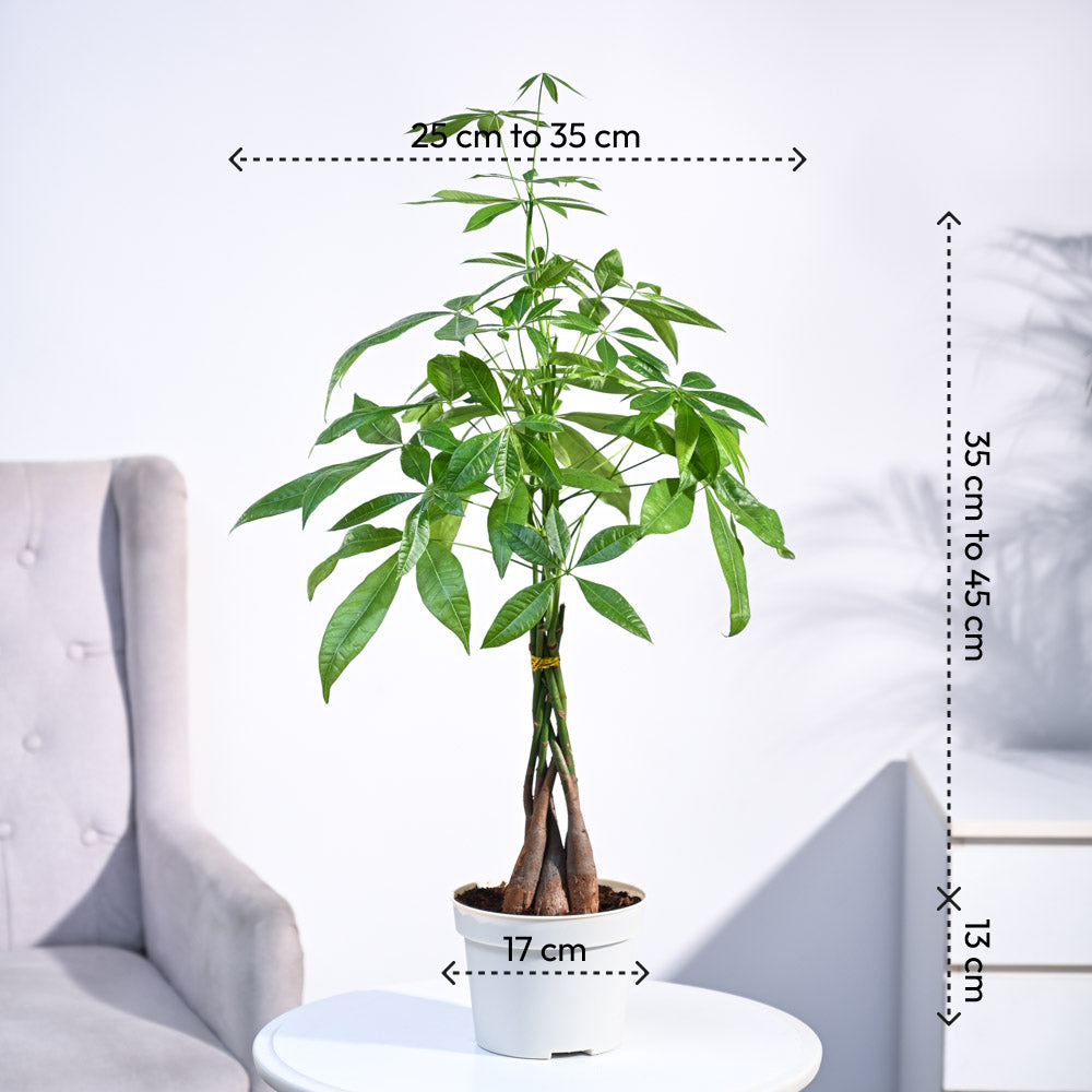 pachira money tree images Money Tree