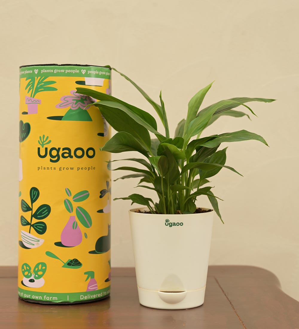 ugaoo peace lily Buy the top-rated Peace Lily Plant online in India from Ugaoo