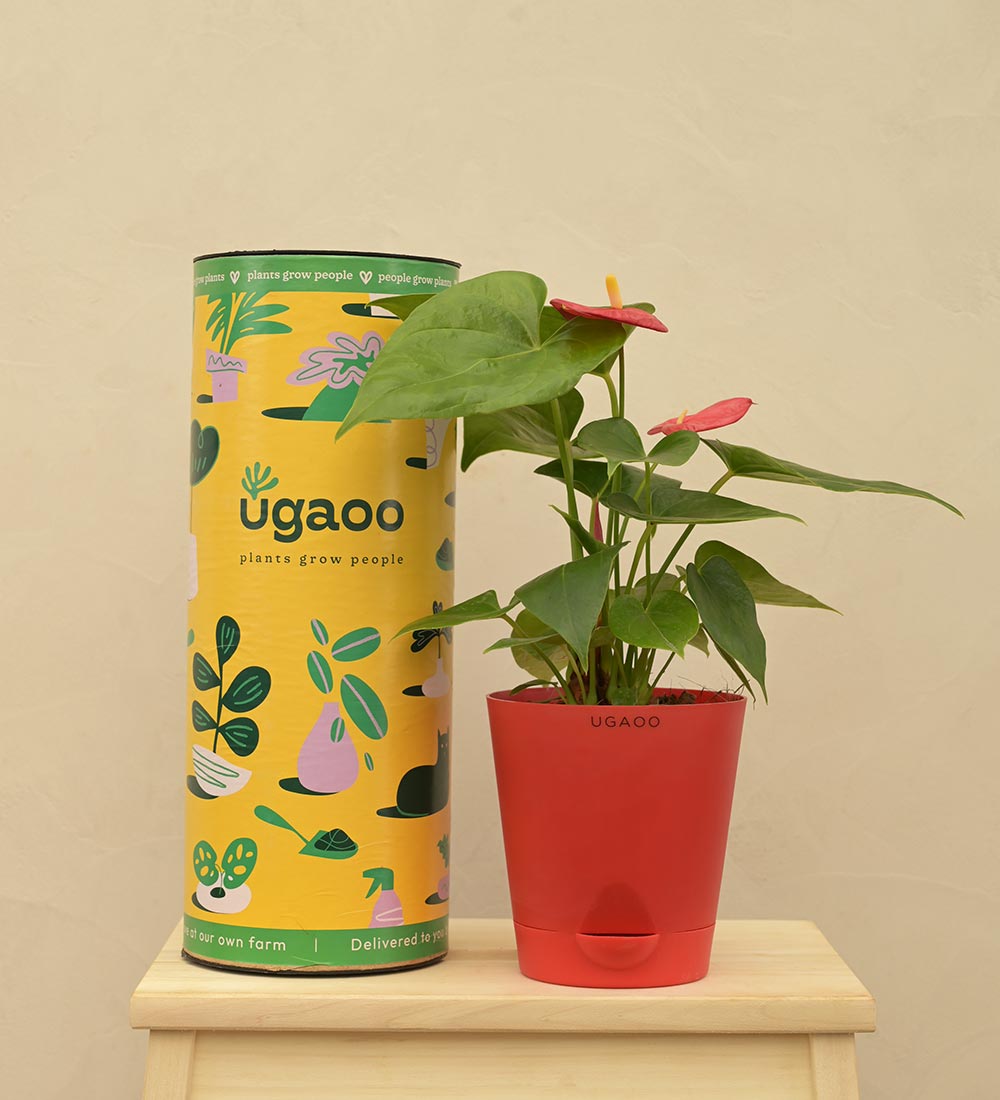 anthurium plant pods Buy Anthurium Red Plant Online: Care Tips and Benefits – Ugaoo