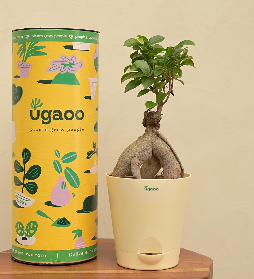 bonsai tree self watering pot Ficus Bonsai Plant with Self-Watering Pot – Ugaoo