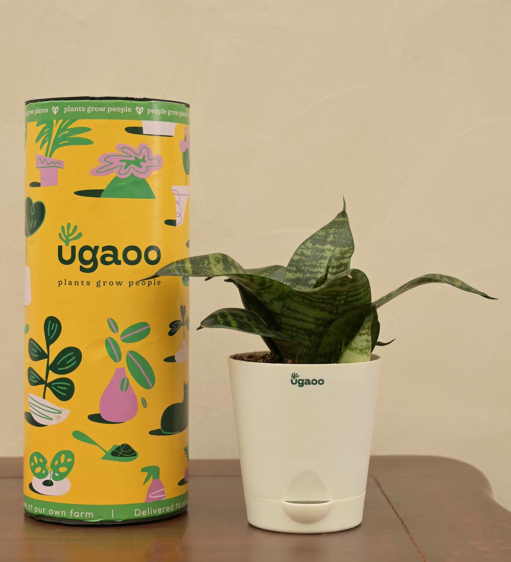 gifting a snake plant Snake Plant