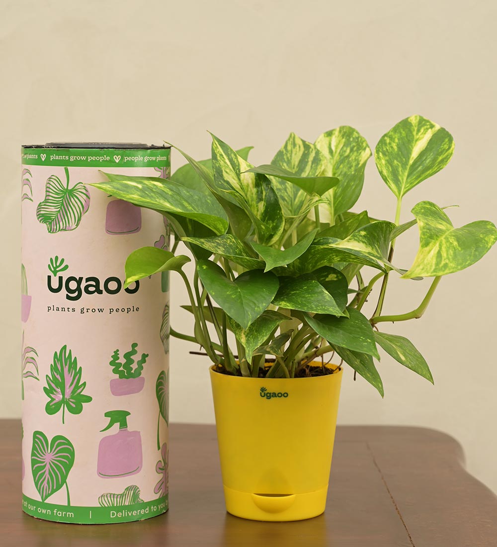 money plant in sanskrit Premium Variegated Money Plant – Add Indoor Elegance & Prosperity! – Ugaoo