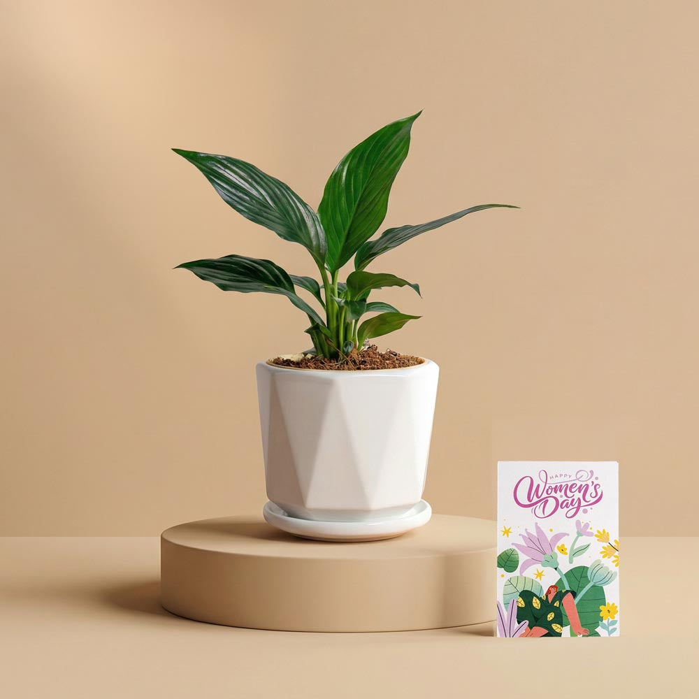 Women’s Day Peace Lily Appreciation Gift