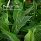 Set of 4 Indoor Plant Decor Bundle