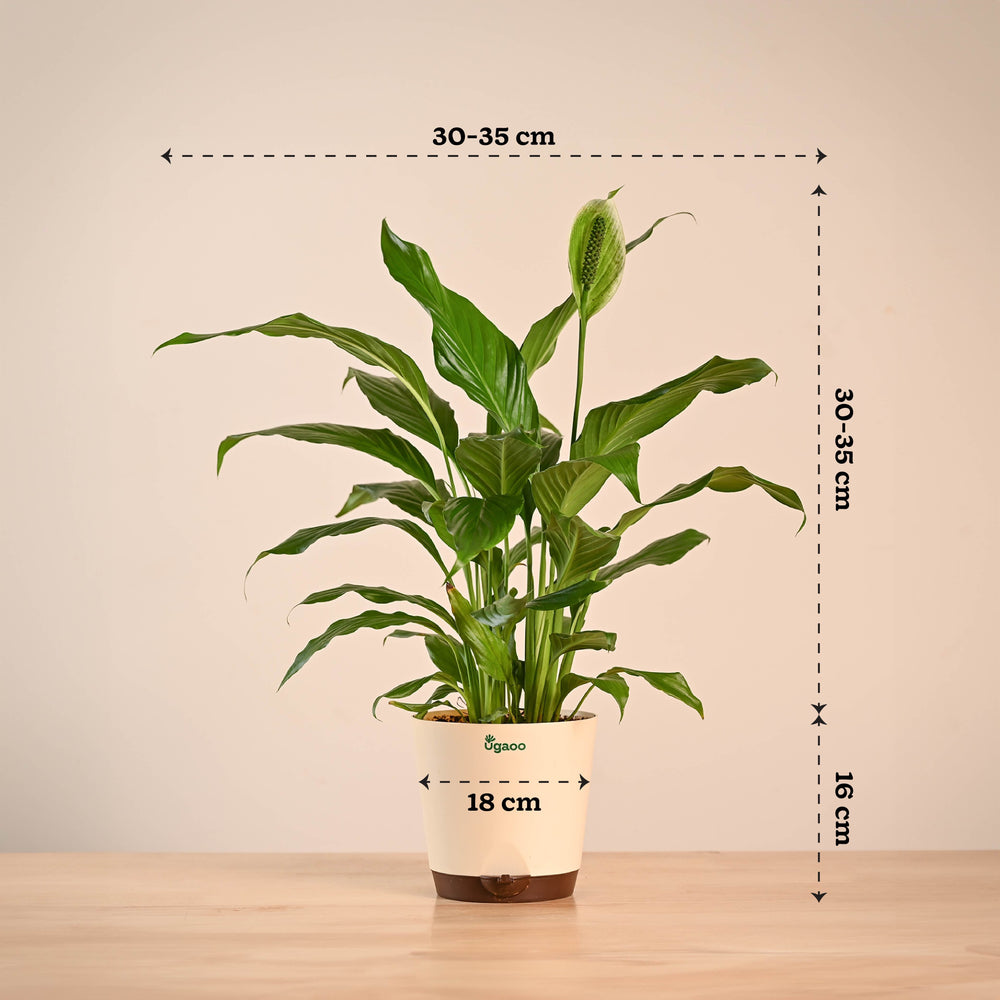 largest peace lily Buy Large Peace Lily Plant Online | Elegant & Easy Care