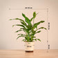 Peace Lily Large (Spathiphyllum Sensation)